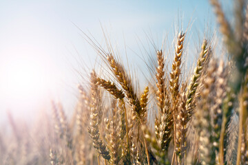 Fototapeta premium Wheat field on setting sun
