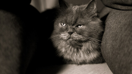 Persian cat in the shadows. Black and white portrait