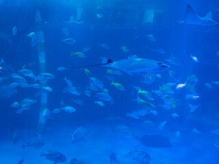 Obraz premium school of fish