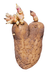 Old, dirty heart shaped potato with sprouted roots isolated on white background. Ugly food.