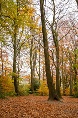 Autumn scene with lots of golden brown leave on the ground in woodlands (forest). Throckley Newcastle upon Tyne