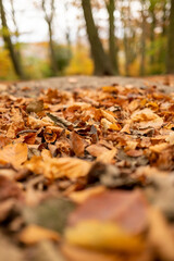 Autumn scene with lots of golden brown leave on the ground in woodlands (forest). Throckley...