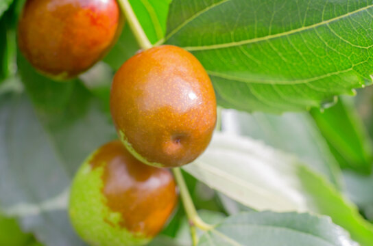 Ripe jojoba fruit on a tree branch close-up. Chinese date on a branch