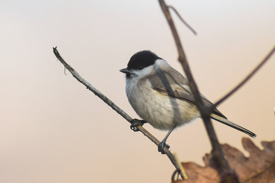 Cincia bigia (Poecile palustris), ritratto su ramo con sfondo chiaro 