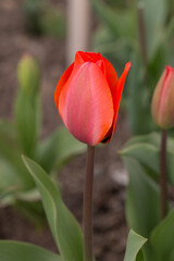 red tulip in the spring garden