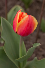 red tulip in the spring