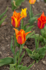 orange tulips in the spring