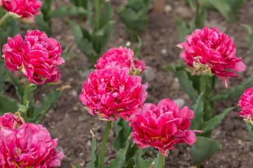 pink tulips in garden close up
