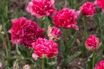 pink tulips in the spring garden
