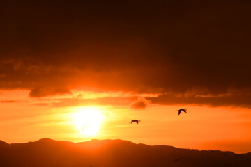 鹿児島県出水市に渡来するツルと初日の出
