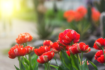 Red tulip flowers close-up. Variegated double tulips. Floral background for postcards, posters, banners. Delicate petals on a dark background. Romantic wallpaper