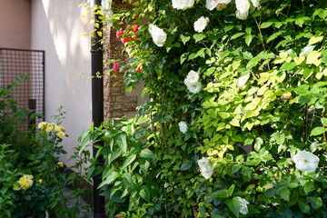 White roses garden in front of a beautiful rural cottage
