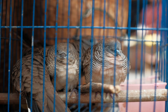 Doves in the cage are very pitful sale in the countryside local market for the food.