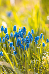 Fototapeta na wymiar Grape hyacinth flowers close up. Floral spring colorful background. Blooming muscari in the field. Bright blue flowers on a yellow background. Seasonal wallpaper for design