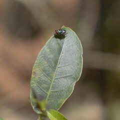 bug on a leaf