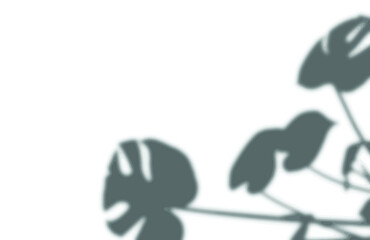 shadow overlay vector isolated on transparent background for presentations and mock ups, minimal tropical plants and window frame scene, indoor light effect with sunshine and rays