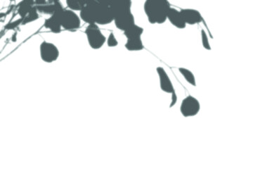 shadow overlay vector isolated on transparent background for presentations and mock ups, minimal tropical plants and window frame scene, indoor light effect with sunshine and rays