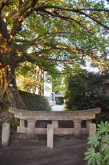Fototapeta na wymiar 桜島の黒神神社埋没鳥居とアコウの木