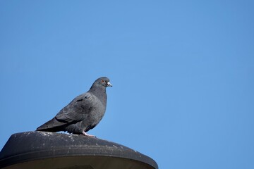 Pigeon takes a rest on the street light with blue sky background in Prague. High quality photo