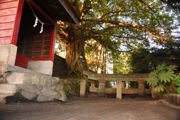 桜島の黒神神社埋没鳥居とアコウの木
