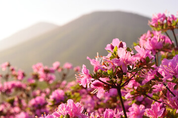 朝露のミヤマキリシマと高千穂峰
