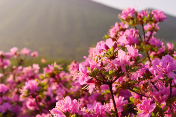 朝露の美しいミヤマキリシマのアップ
