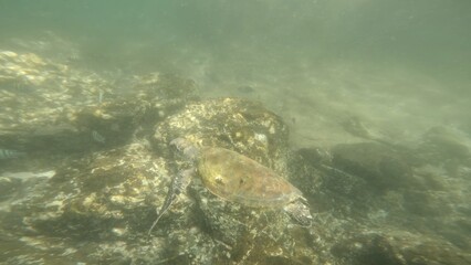Beautiful underwater world, turtle swimming near the reef, fujairah reef