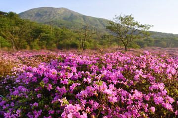 霧島・鹿ヶ原の一面のミヤマキリシマ
