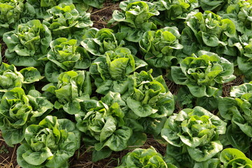 Organic and non-toxic vegetable growing on soil. Vegetable salad farm with beautiful colors, clean, fresh and safe. Organic farming concept. healthy food