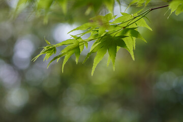 日本楓の若葉