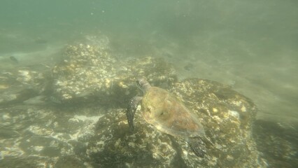 Beautiful underwater world, turtle swimming near the reef, fujairah reef