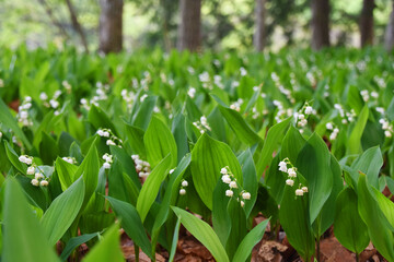 伊佐市すずらんの里の鈴蘭の花畑