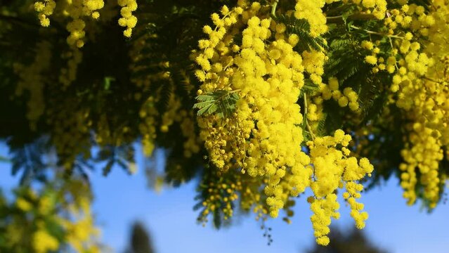 Branches of beautiful blooming mimosa (Acacia dealbata) move in the wind on a sunny day with blue sky. The flowery branch of mimosa is offered to women on March 8th for the International Women's Day. 