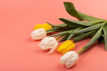 Bouquet of white and yellow tulips with space for greeting message. Mother's Day and spring background concept.