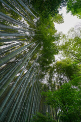 祇王寺の竹林風景