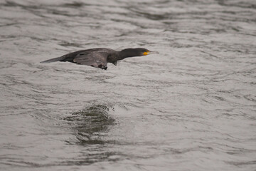 Cormorano (Phalacrocorax carbo)in volo radente sull'acqua,ritratto