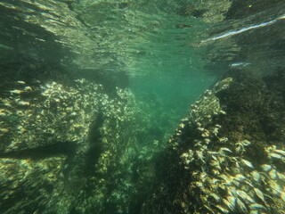Amazing reef cleft underwater, big boulders dotted with seashells, fujairah reef