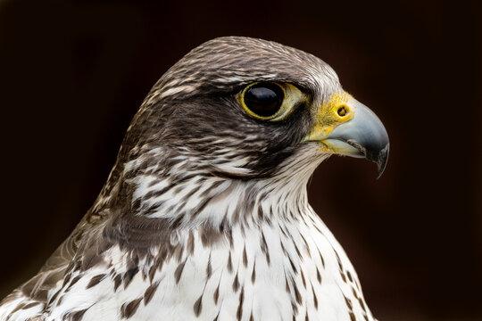 Gerfalke