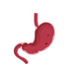 Fototapeta premium Stomach cross section, erosive gastritis illustration on white