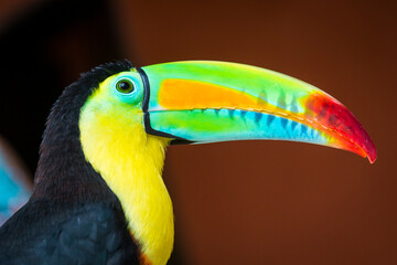 Le toucan pico iris ou toucan est une espèce d& 39 oiseau de la famille des Ramphastidae. C& 39 est une sorte de population du sud du Mexique, de la Colombie et de l& 39 ouest du Venezuela. C& 39 est l& 39 oiseau national du Belize.