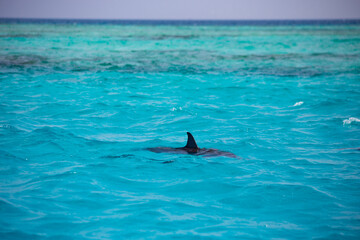 Dolphins in the water in Maldives islands