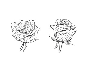Obraz premium roses on white background isolated on white use for logo design, wedding invitation, pattern