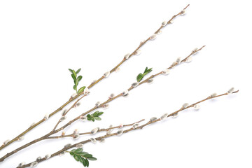 Pussy willow twigs on white background