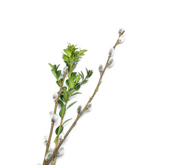 Pussy willow twigs isolated on white background - obrazy, fototapety, plakaty