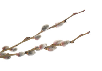 Spring pussy willow branches on white background, closeup © Pixel-Shot