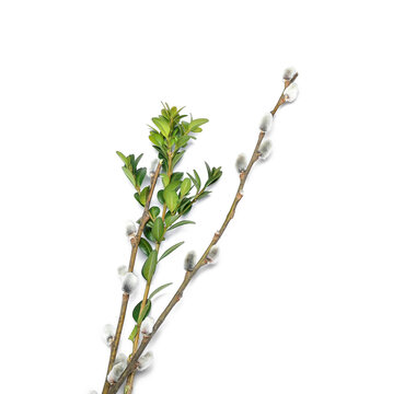 Pussy willow twigs isolated on white background