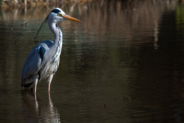 Beautiful grey heron hunting for food in pond during spring time - obrazy, fototapety, plakaty