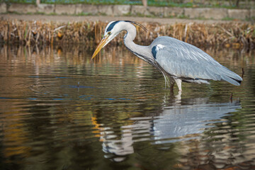 Beautiful grey heron hunting for food in pond during spring time