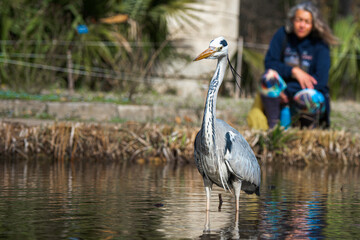 Female birdwatcher having a close encounter with a heron in the Park