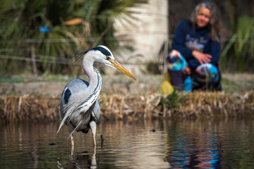 Female birdwatcher having a close encounter with a heron in the Park